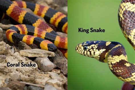 difference between king and coral snake.